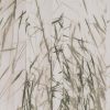 white striped voile-sheer fabric from Villa Nova