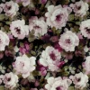 multicolour botanical cotton fabric from Fibre Naturelle