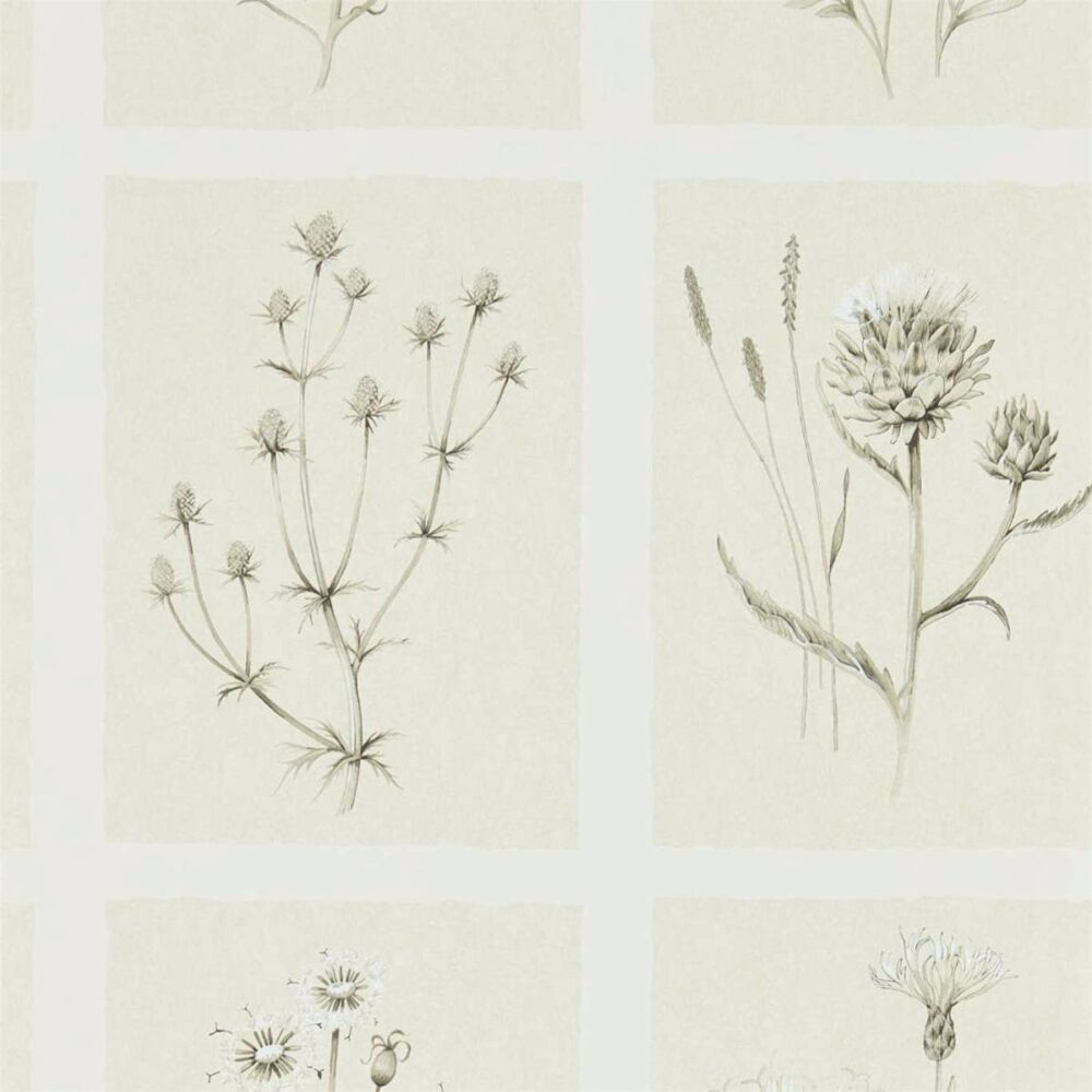 Little Thistles Wallpaper - Ecru by Little Thistles Wallpaper - Ecru from