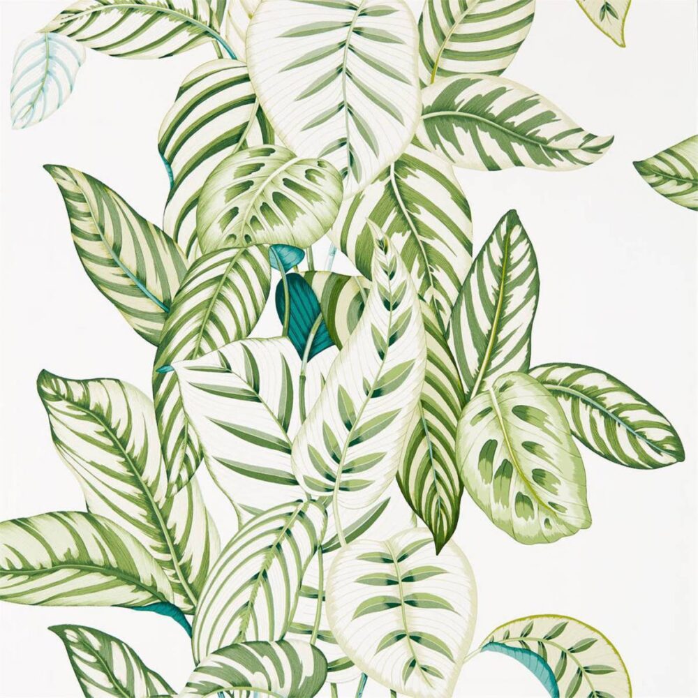 Calathea Wallpaper - Botanical Green by Calathea Wallpaper - Botanical Green from