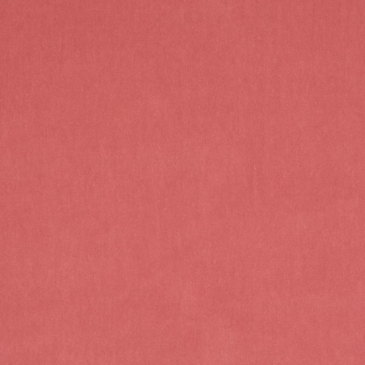 pink plain velvet-chenille fabric from Jane Churchill