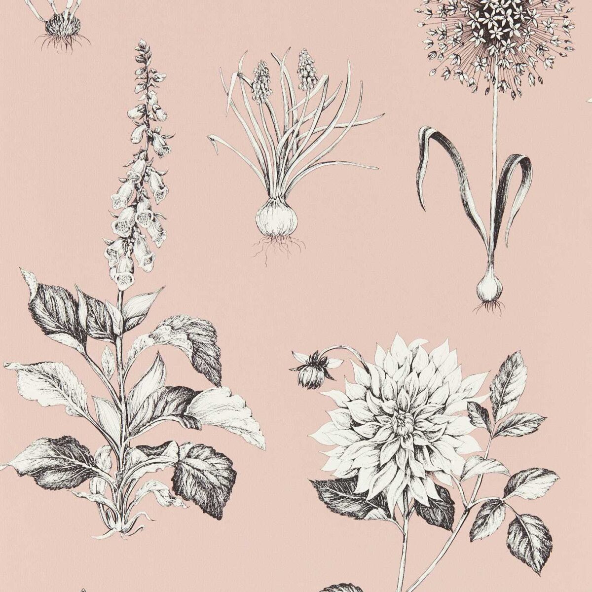 Roseraie Wallpaper - Blush by pink botanical wallpaper from clarke & clarke