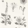 black-grey botanical wallpaper from clarke & clarke