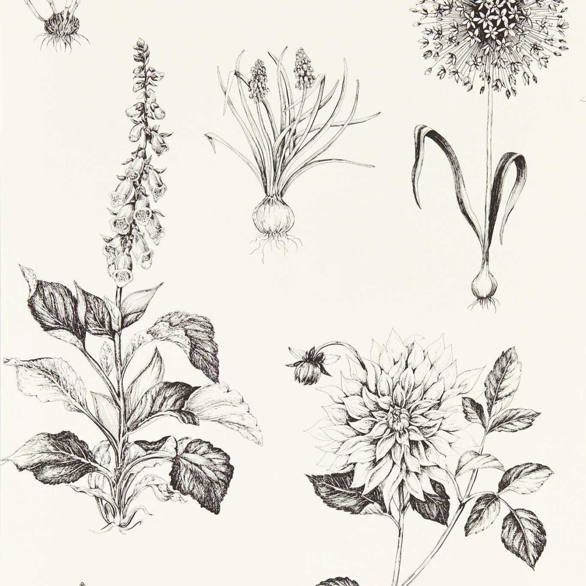Roseraie Wallpaper - Charcoal by black-grey botanical wallpaper from clarke & clarke