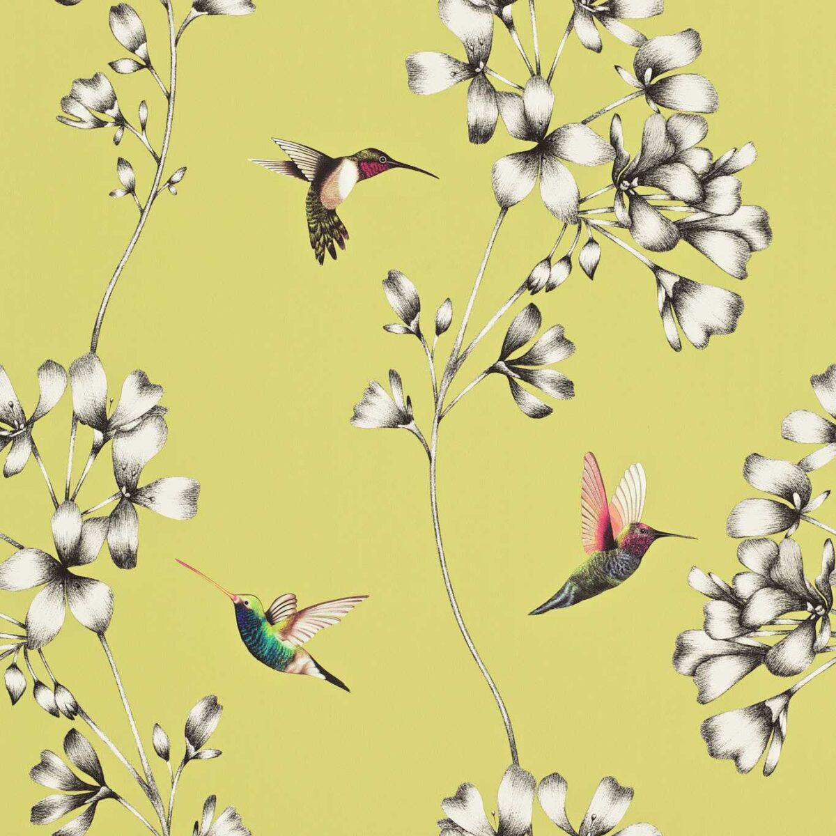 Amazilia Wallcovering - Gooseberry by Amazilia Wallcovering - Gooseberry from