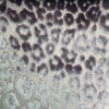 brown spotted velvet-chenille fabric from Art of the Loom