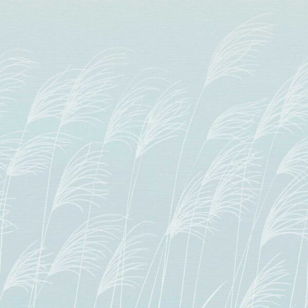 Miscanthus Wallpaper - Sky / Celestial from