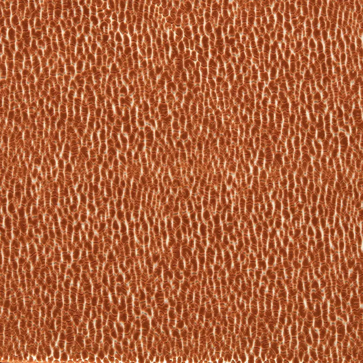 Lacuna Fabric - Tiger by orange animal velvet-chenille fabric from Harlequin