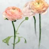 multicolour botanical wallpaper from designers guild