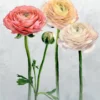 multicolour botanical wallpaper from designers guild