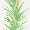 green botanical wallpaper from sanderson