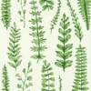 green botanical wallpaper from scion