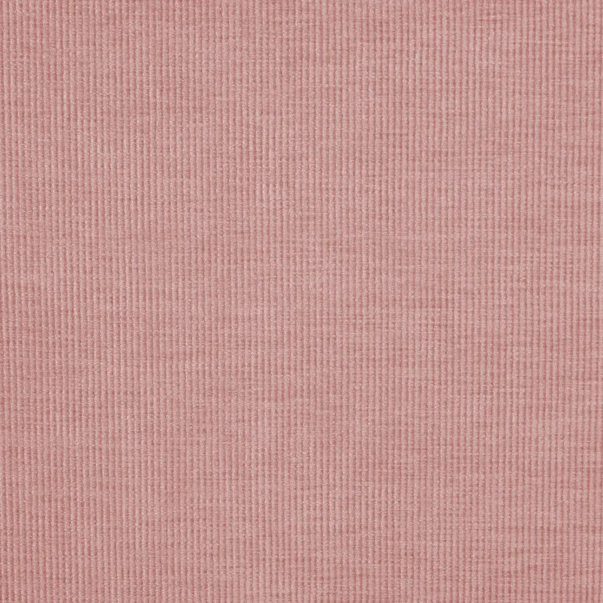 Cord Fabric - Petal by pink plain velvet-chenille fabric from Prestigious Textiles